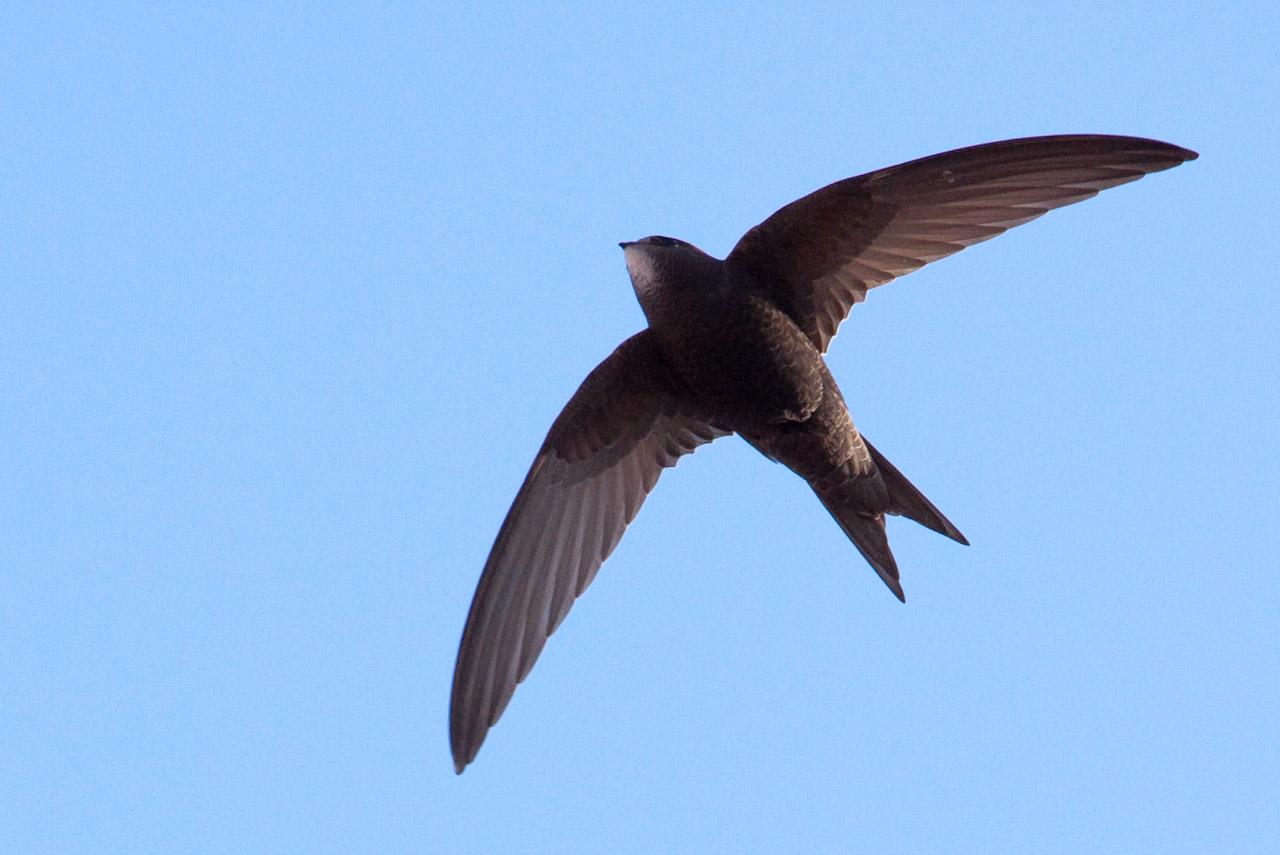 Send emails in Swift 5 (on iOS, Mac, and Linux) with ease.