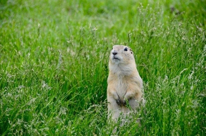golang email testing